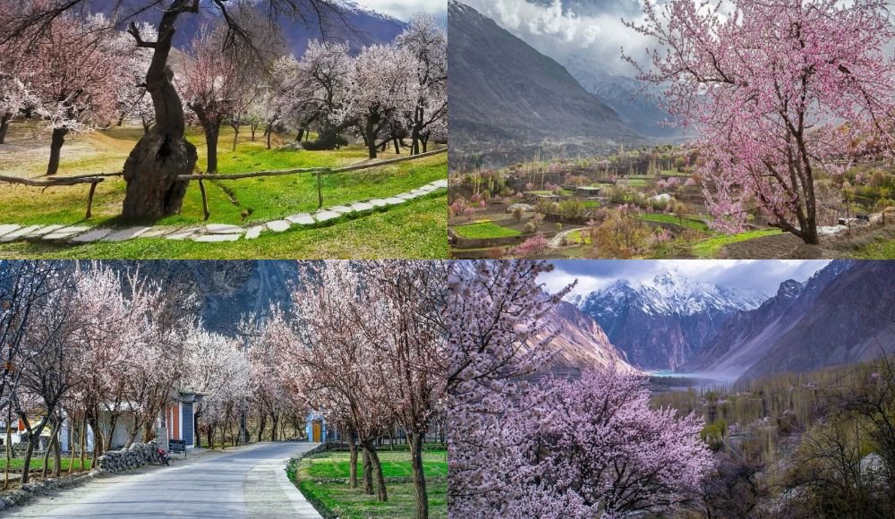 Cherry Blossom in Hunza Valley