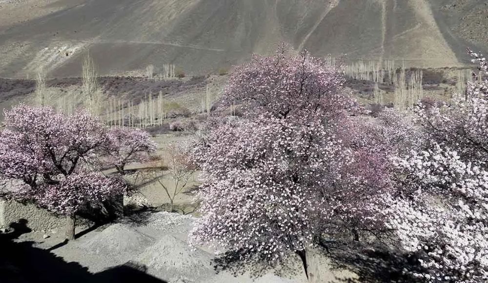 Ghulkin – Hidden Blossom Gem