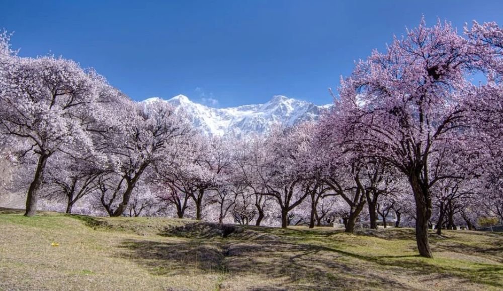 When Does Cherry Blossom Season Start in Hunza?