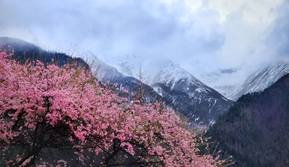 Why Cherry Blossom in Hunza Valley is So Special