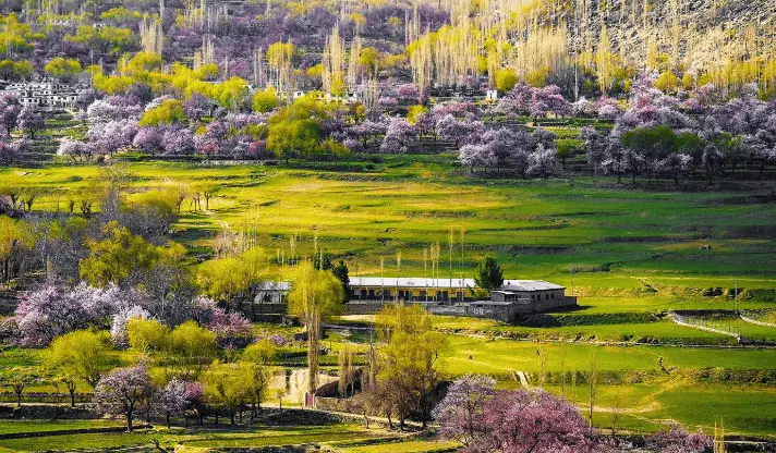 Skardu-Cherry-Blossom-2026